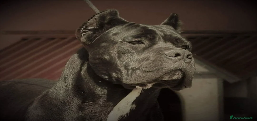 Immagine della galleria {{count}}