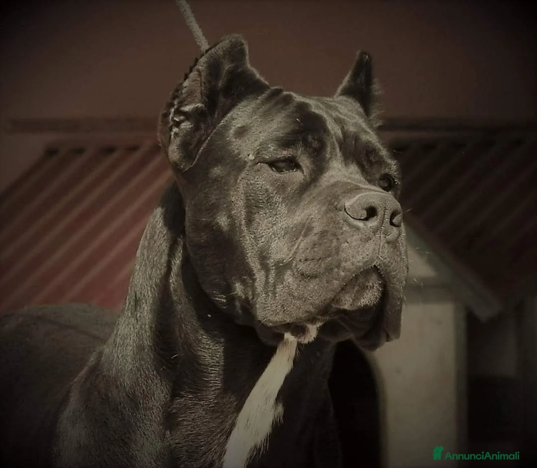 Immagine della galleria {{count}}