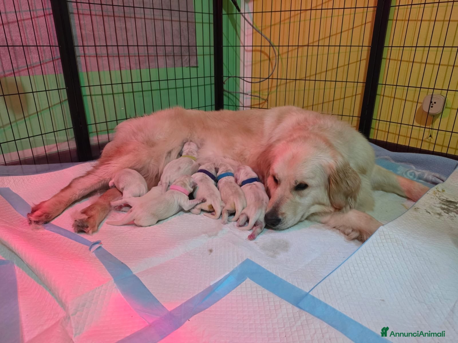 Golden Retriever cani Cuccioli Golden Retriver con Pedigree - Annuncio 3