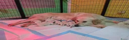 Golden Retriever cani in vendita: Cuccioli Golden Retriver con Pedigree a Provincia di Perugia - Annuncio 1