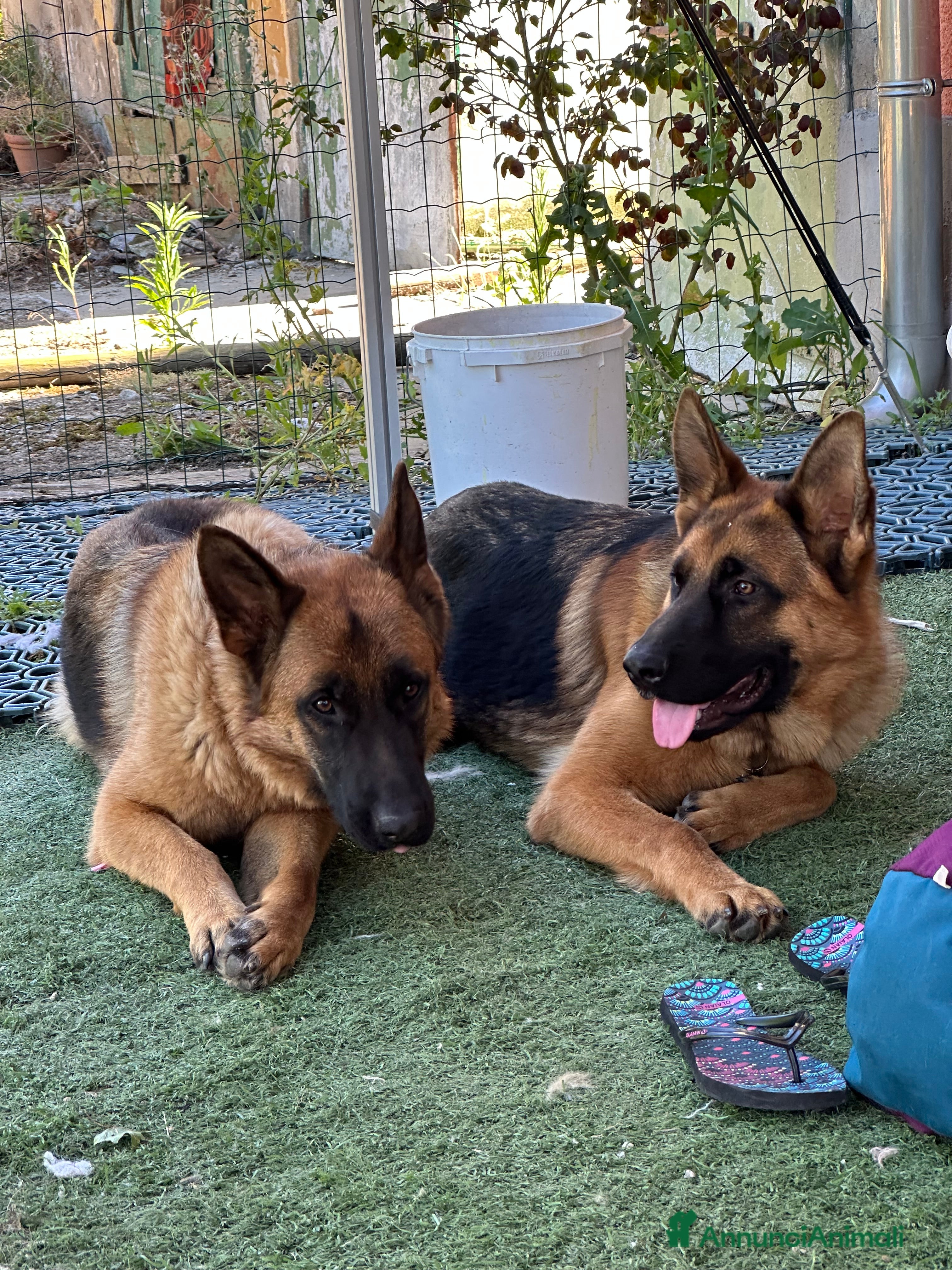 Pastore Tedesco cani Cedo per malattia  - Annuncio 1