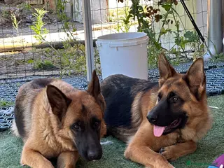 Pastore Tedesco cani Cedo per malattia - Annuncio 1