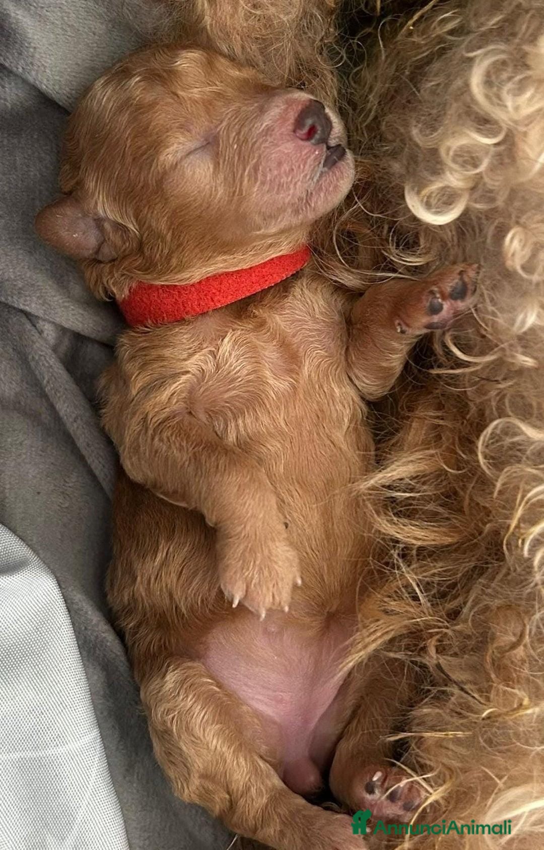 Barboncino Toy cani in vendita: 🏆 Cuccioli di barboncino ❤️Pronti a partire a Città metropolitana di Roma Capitale - Annuncio 12