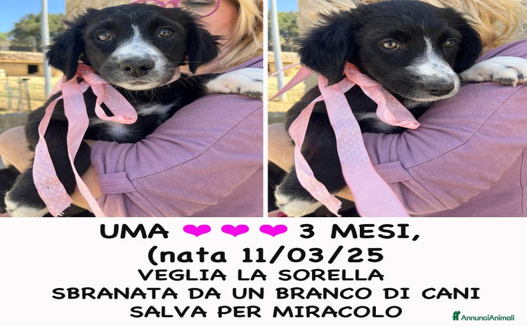 Altre razze cani a Provincia di Bergamo - Annuncio 10