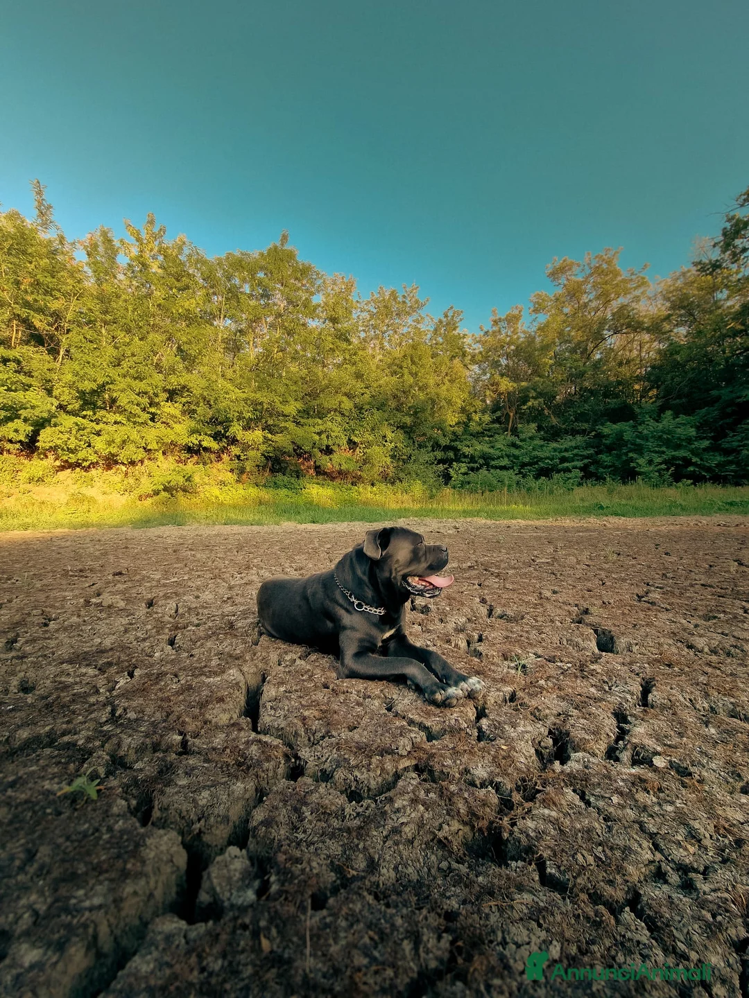Cane Corso cani in regalo: Cane Corso un cane davvero meraviglioso  a Provincia di Pavia - Annuncio 5