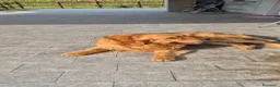 Golden Retriever cani per accoppiamento: Golden retriever per accoppiamento - Annuncio 2