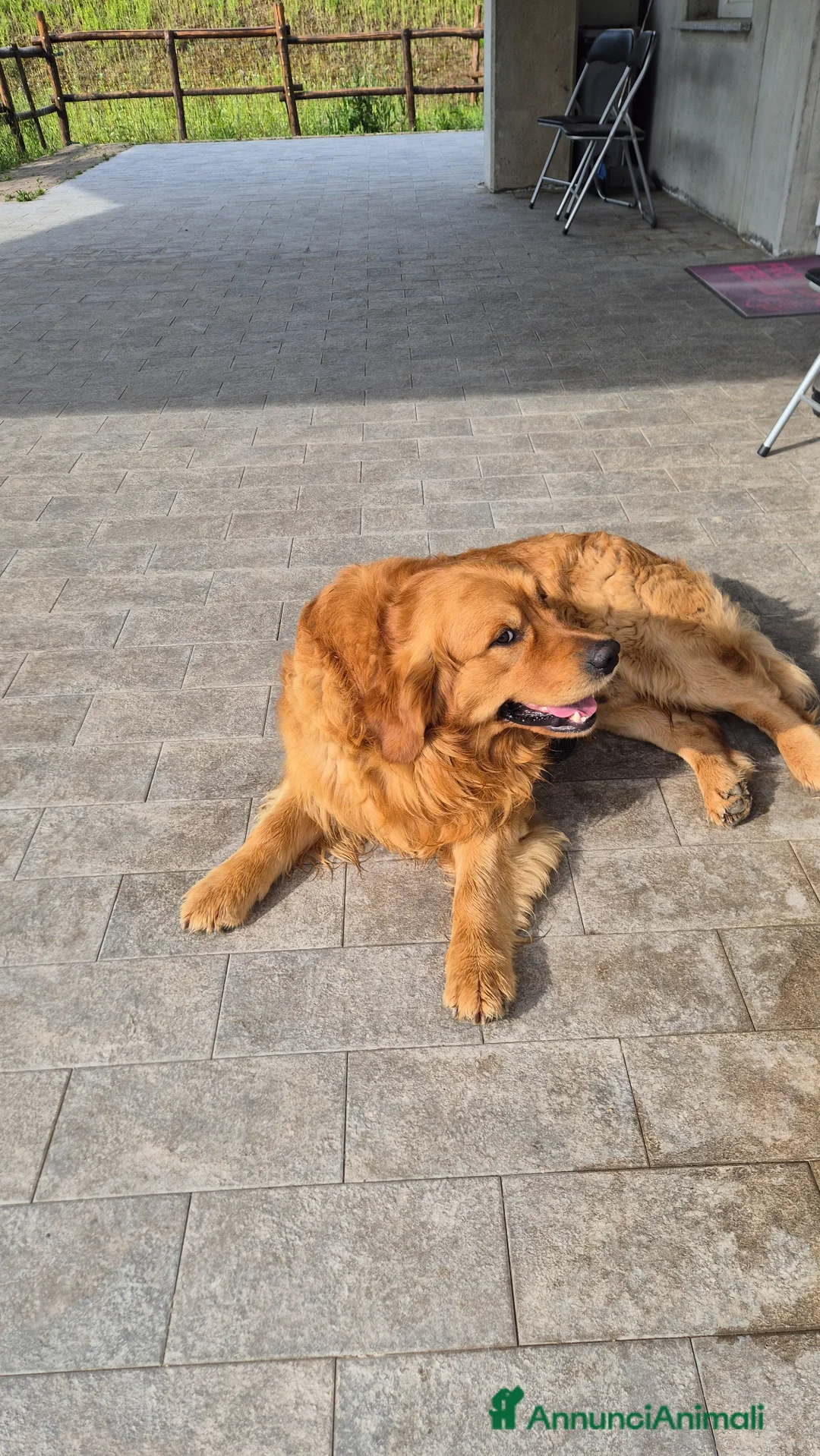 Golden Retriever cani per accoppiamento: Golden retriever per accoppiamento - Annuncio 2