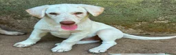 Meticcio cani in regalo: Lumi cerca casa 🏡 - Annuncio 3