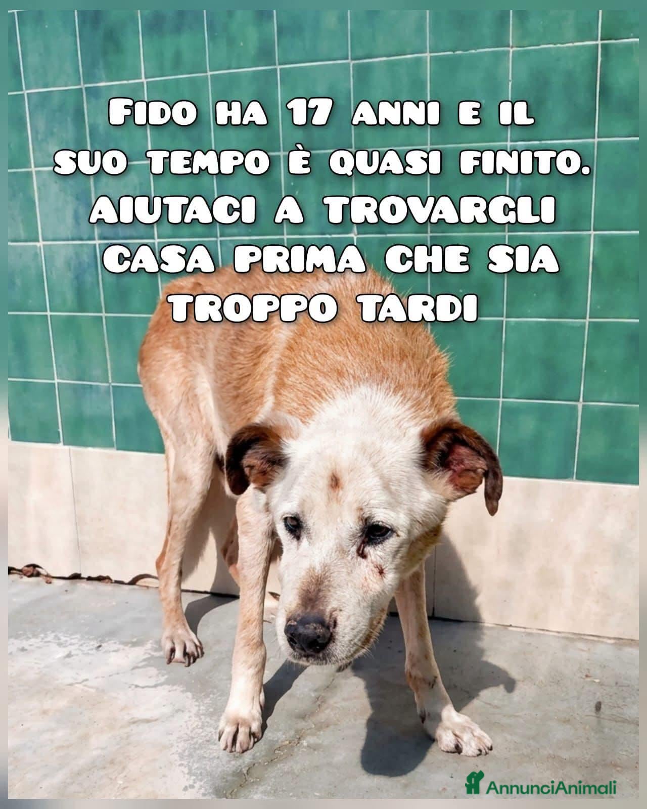 Meticcio cani FIDO HA 17 ANNI  - Annuncio 14