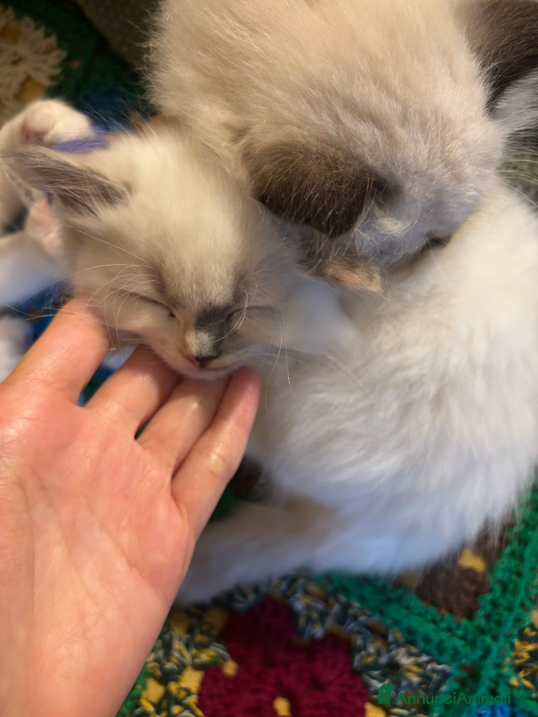 Ragdoll gatti in vendita: Splendidi gattini Ragdoll con pedigree  - Annuncio 11