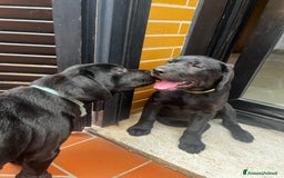 Labrador cani in vendita: Labrador  a Città metropolitana di Roma Capitale - Immagine 19