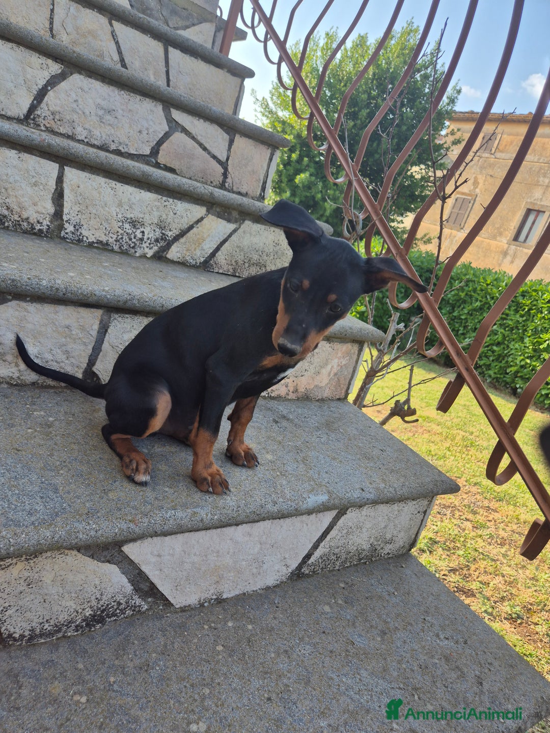 Pinscher Miniatura cani in vendita: Cucciolo pinscher nano a Provincia di Viterbo - Immagine 5