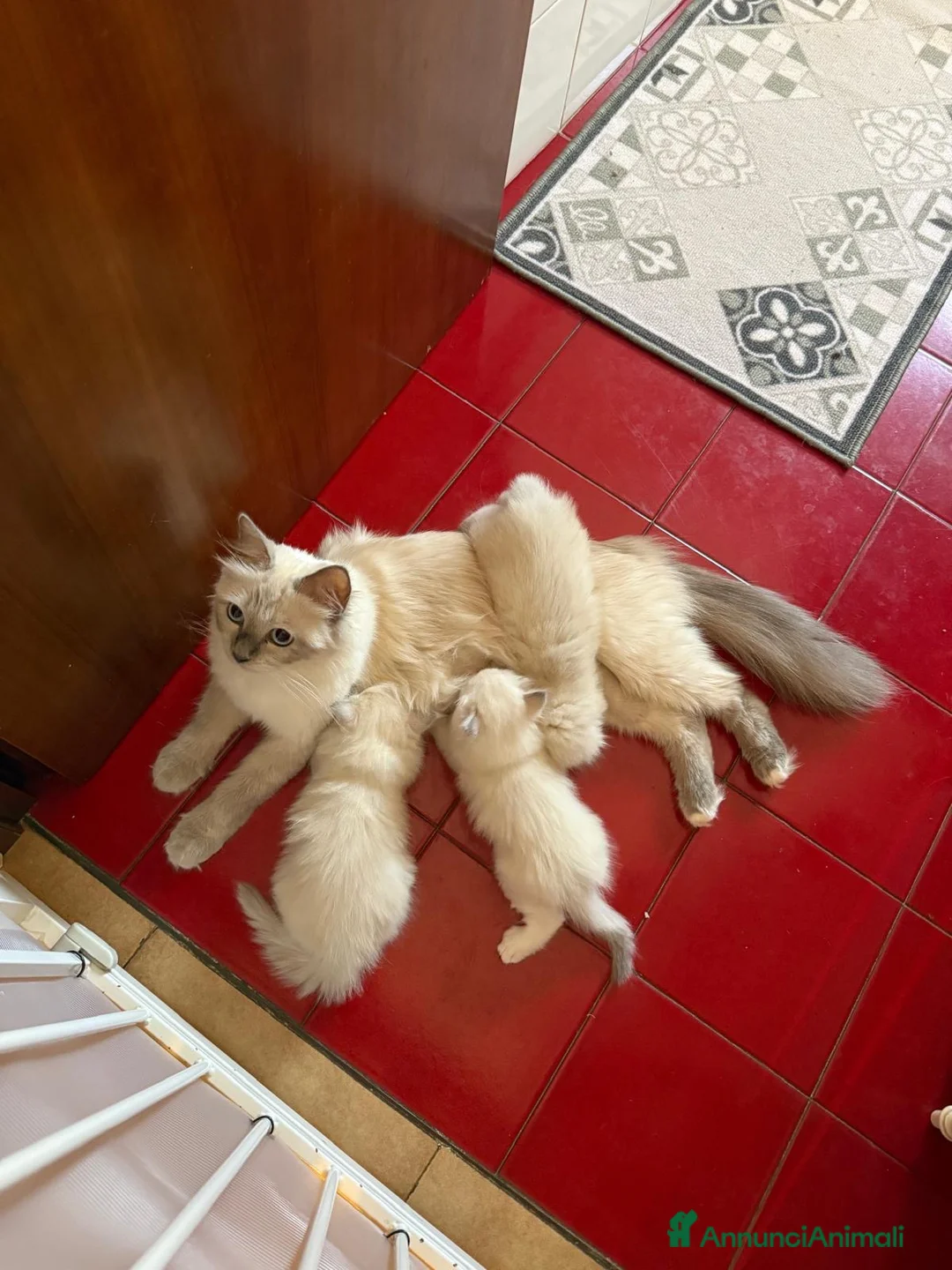 Ragdoll gatti in vendita: Cuccioli ragdoll - Annuncio 6