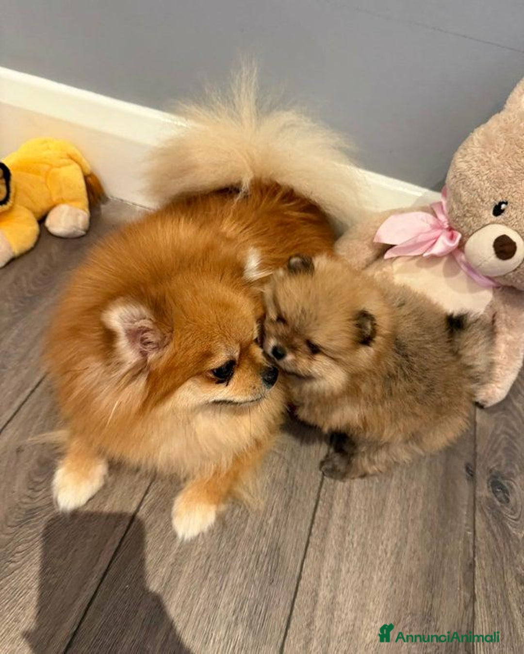 Volpino Pomerania cani in vendita: Bellissimi cuccioli di Pomerania di razza pura  - Annuncio 4