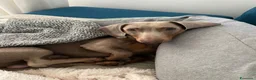 Bassotto Nano cani per accoppiamento: Spillo, disponibile per monta.  - Annuncio 8