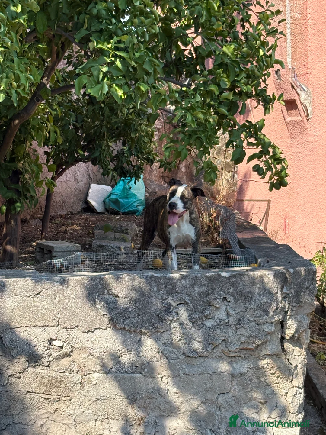 Pitbull cani in vendita: PitBull UKC Black Nose e Red Nose - Annuncio 11