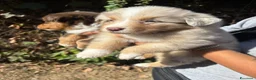 Australian Shepherd cani in vendita: pastore australiano aussie cuccioli - Annuncio 7