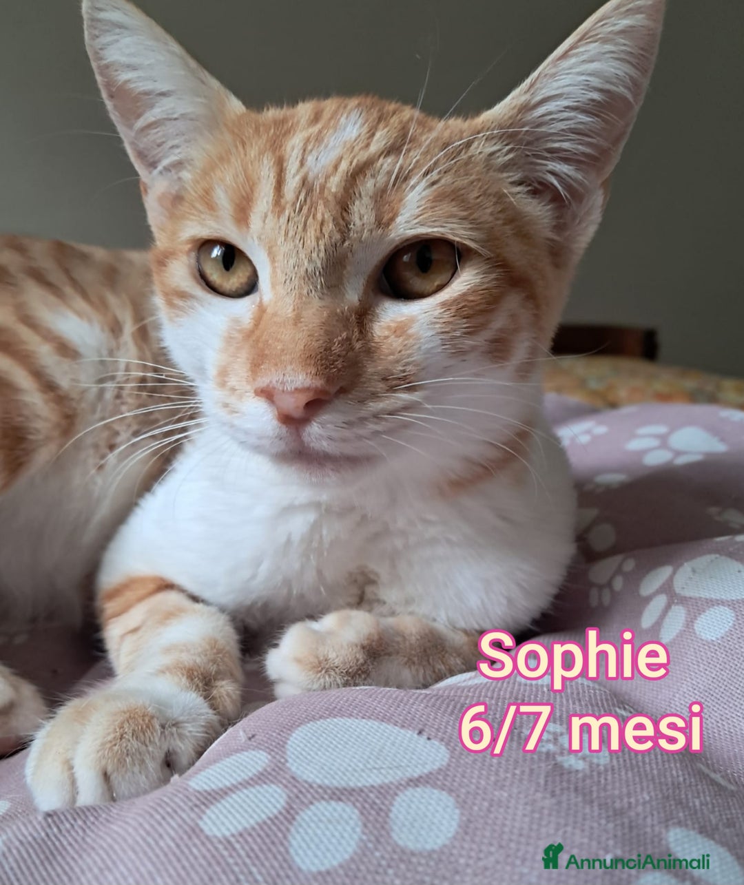 Meticcio gatti in regalo: GATTINI ABBANDONATI: EMERGENZA  - Annuncio 11