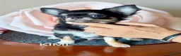 Chihuahua cani in vendita: 2 splendidi cuccioli disponibili subito - Annuncio 3