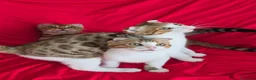 Bengala gatti in vendita: Incrocio Bengala/Scottish  - Annuncio 8