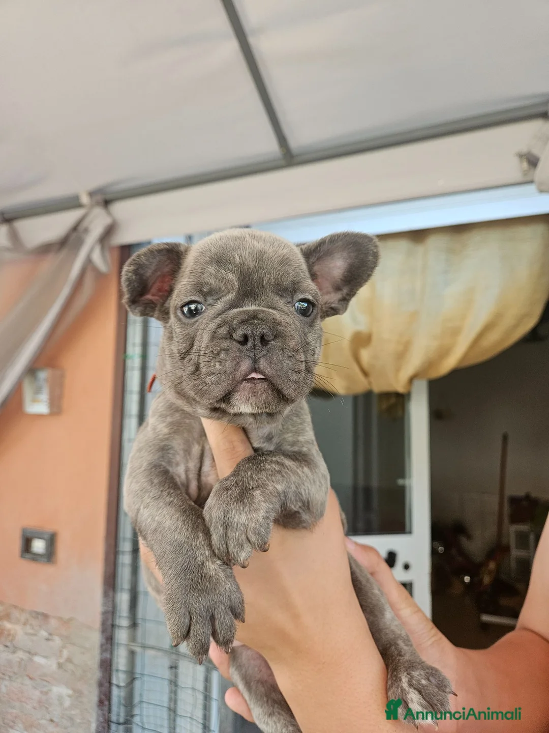 Bulldog Francese cani in vendita: Cucciolo bulldog Francese esotico  - Annuncio 2
