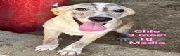 Meticcio cani in regalo: CUCCIOLI ABBANDONATI: EMERGENZA  a Città metropolitana di Milano - Annuncio 9