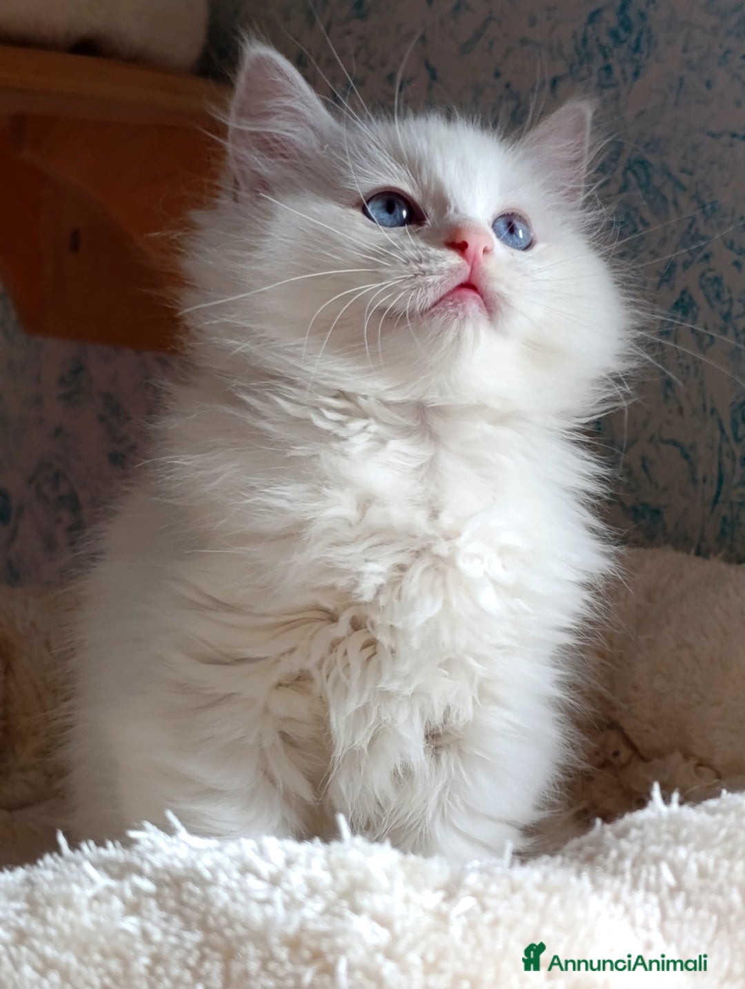 Ragdoll gatti in vendita: Ragdoll femmina  - Annuncio 6