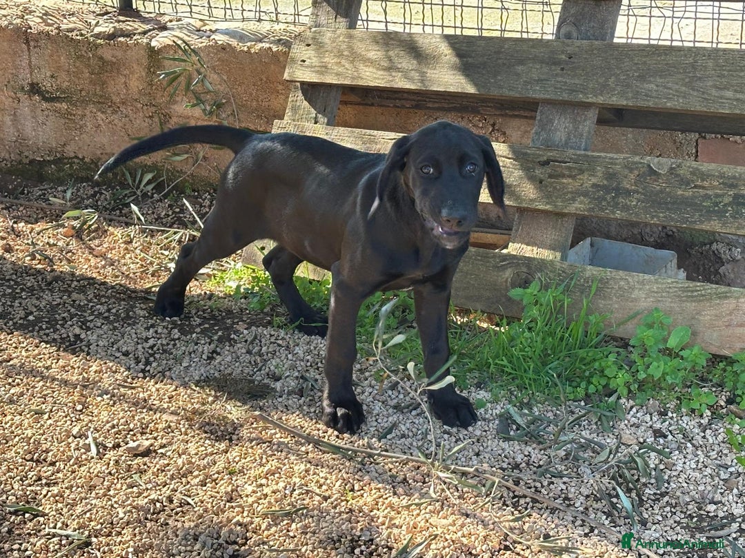 Meticcio cani in regalo: Paco, 3 mesi  - Annuncio 9