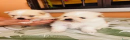 Volpino Pomerania cani in vendita: Volpino di Pomerania  - Annuncio 4