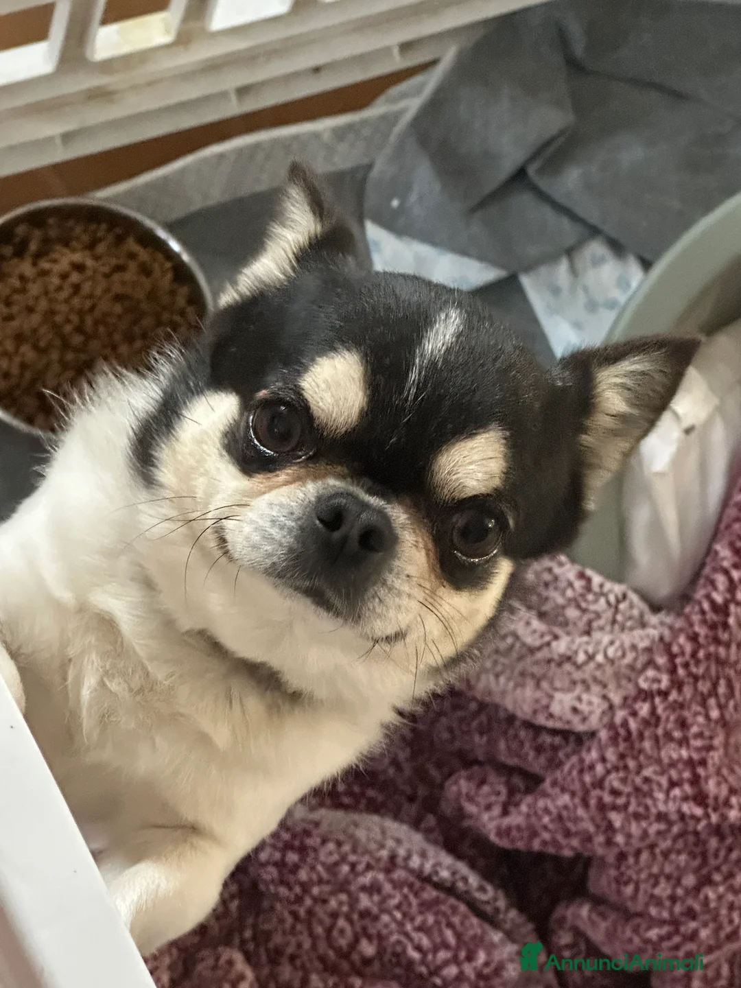 Chihuahua cani per accoppiamento: chihuahua per monta - Annuncio 3