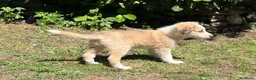 Australian Shepherd cani in vendita: Cucciolo pastore australiano con occhi blu - Annuncio 15