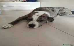 Meticcio cani in regalo: TALA, meravigliosa cagnolona tanto dolce! a Città Metropolitana di Firenze - Immagine 2