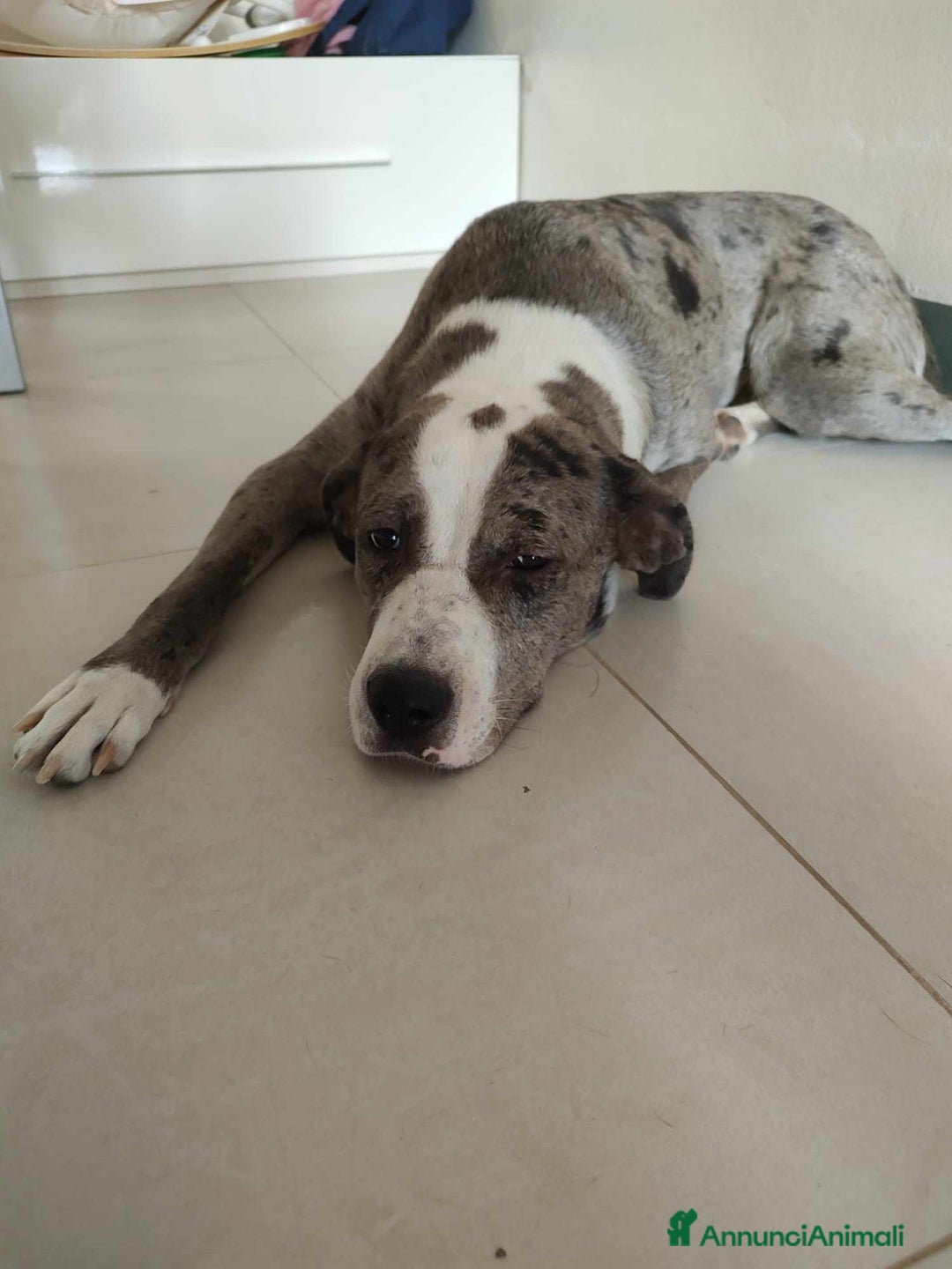 Meticcio cani in regalo: TALA, meravigliosa cagnolona tanto dolce! a Città Metropolitana di Firenze - Immagine 2