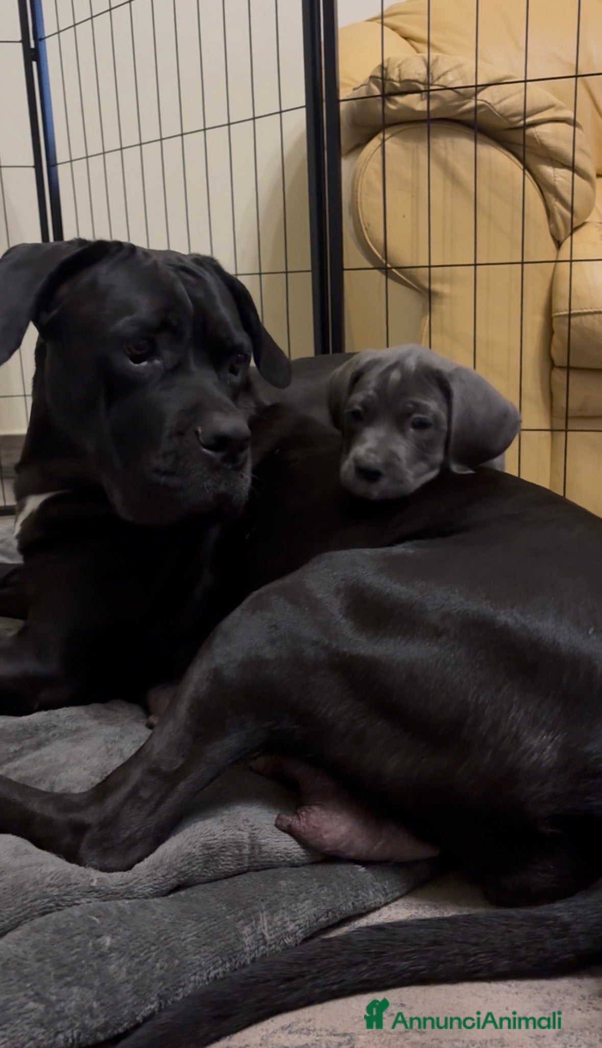Cane Corso cani in vendita: Cane Corso con Pedigree - Annuncio 1