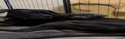 Cane Corso cani in vendita: Cane Corso con Pedigree - Annuncio 1