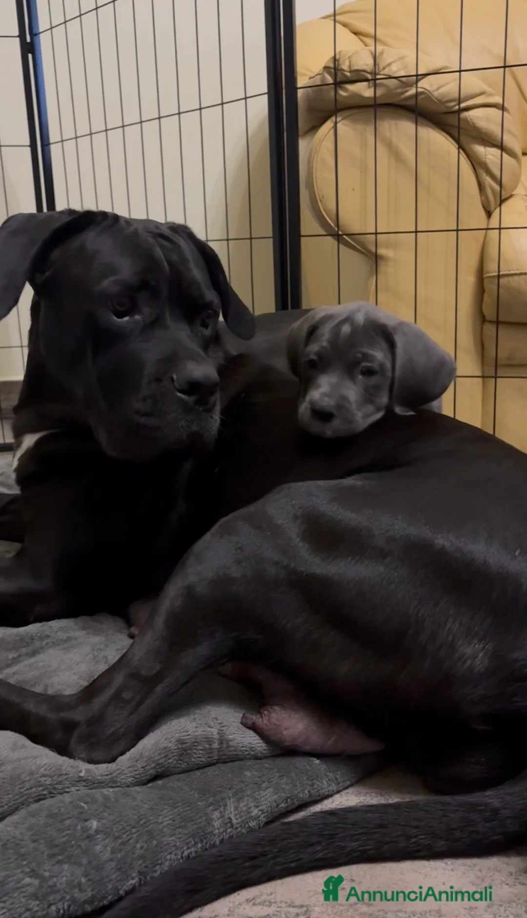 Cane Corso cani in vendita: Cane Corso con Pedigree - Annuncio 1