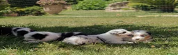 Australian Shepherd cani in vendita: Vendita cuccioli di pastore australiano Pedigree - Annuncio 9