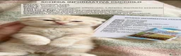 Scottish gatti in vendita: Schottish Highland fold & straight - Annuncio 3