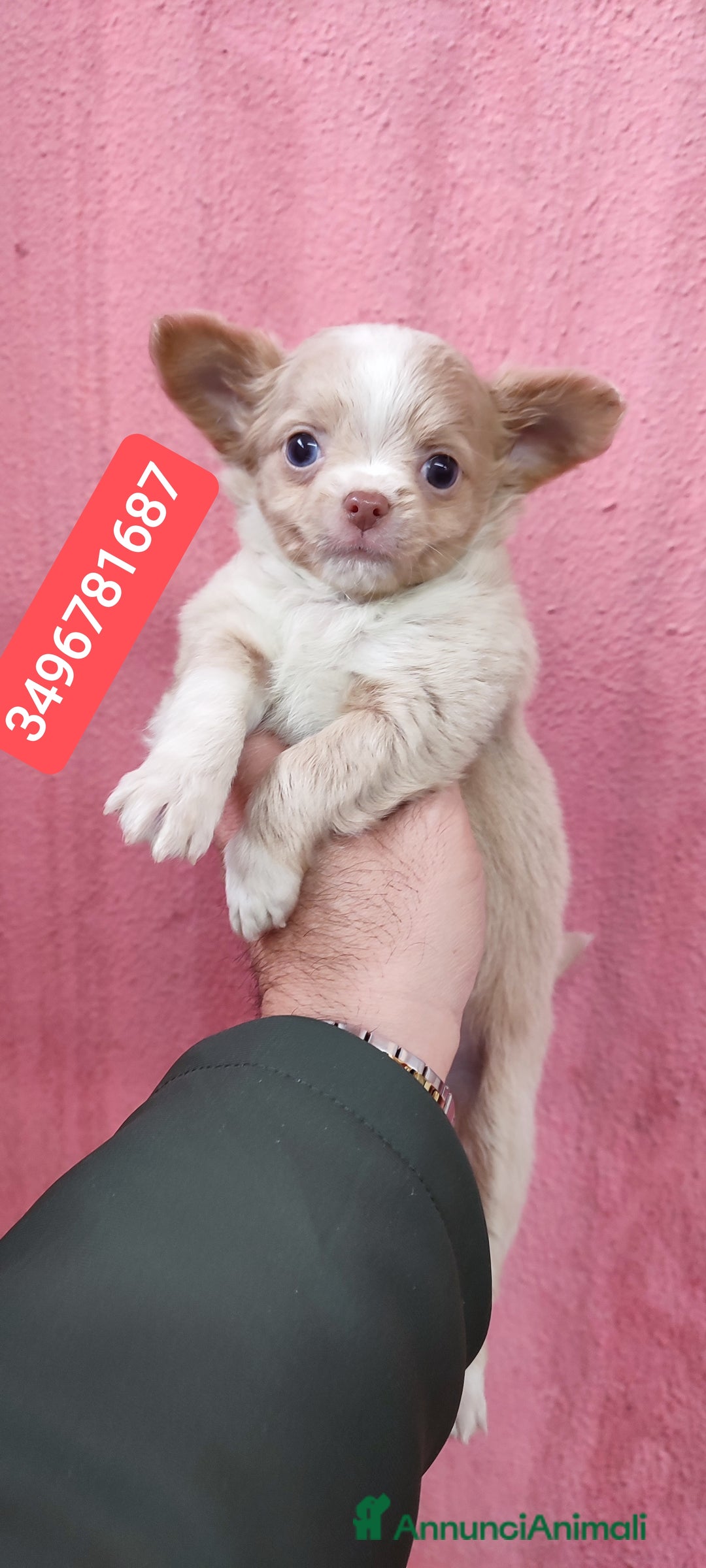 Chihuahua cani in vendita: CHIHUAHUA stupendo bijoux pelo lungo - Annuncio 1