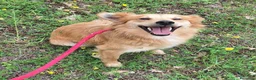 Meticcio cani in regalo: Plinio 2 anni Taglia piccola  - Annuncio 4