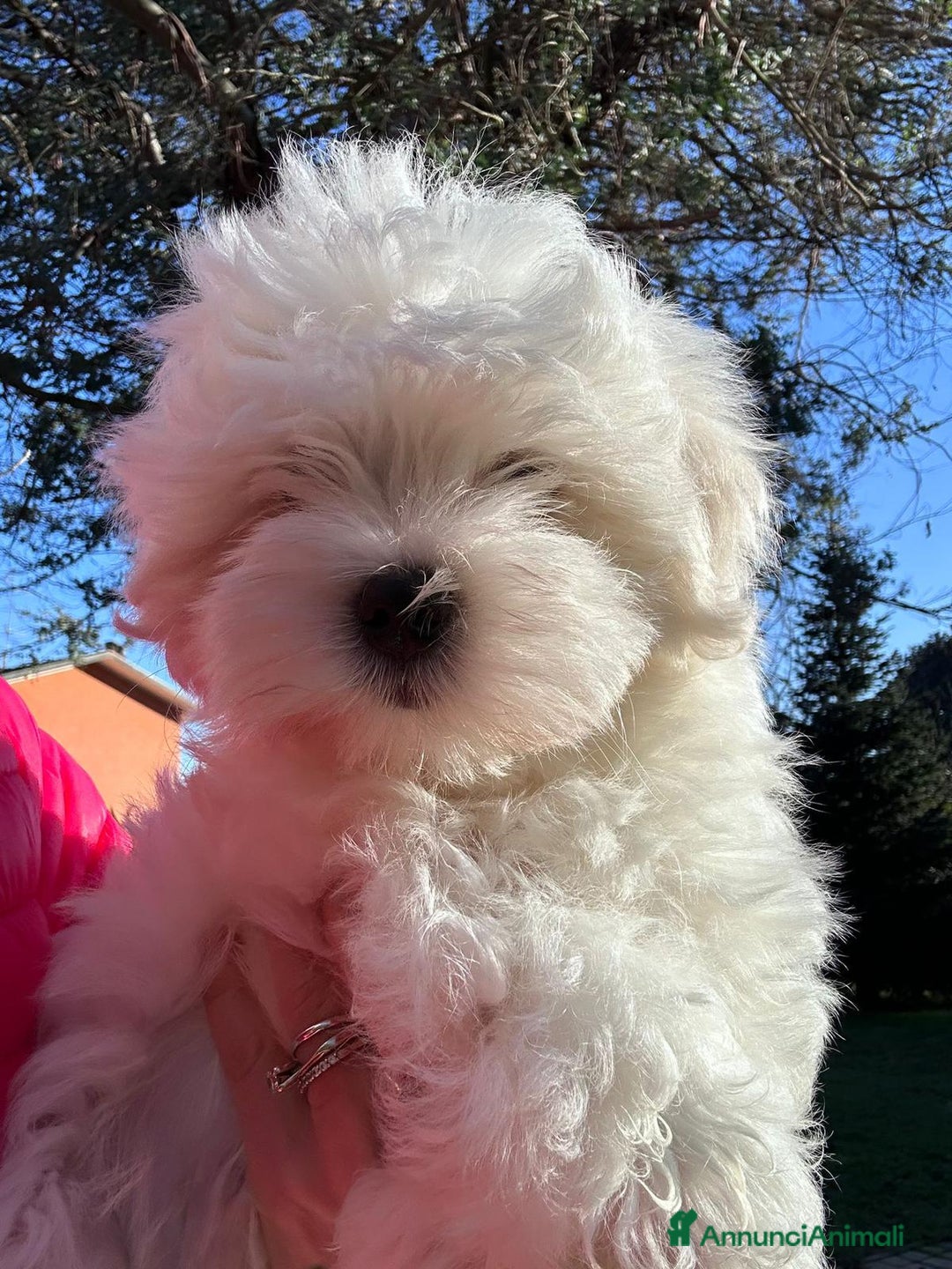Maltese cani in vendita: Cuccioli di maltese con pedigree ENCI  - Annuncio 16
