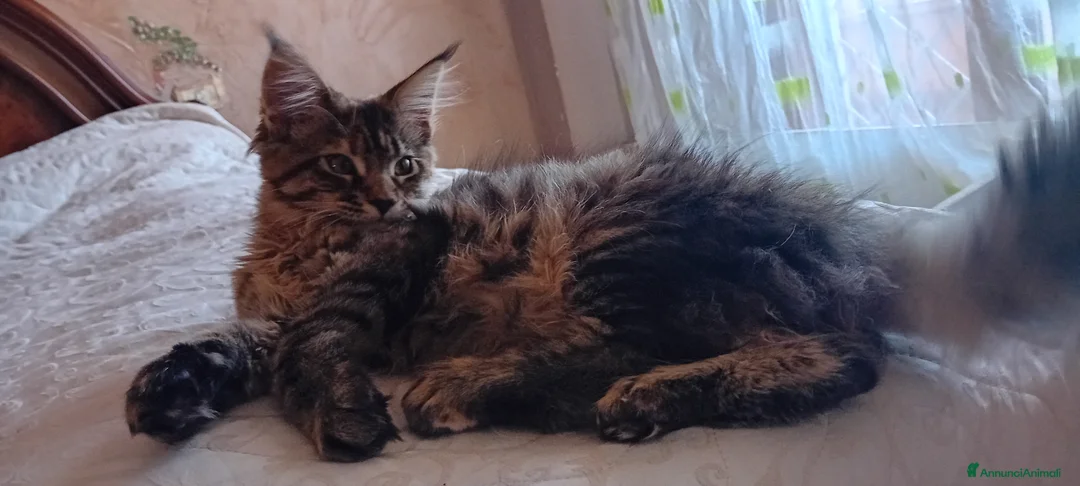 Maine Coon gatti in vendita: MAINE COON AMERICANA XXL a Provincia di Ferrara - Annuncio 2