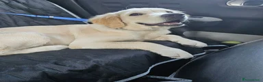 Golden Retriever 5