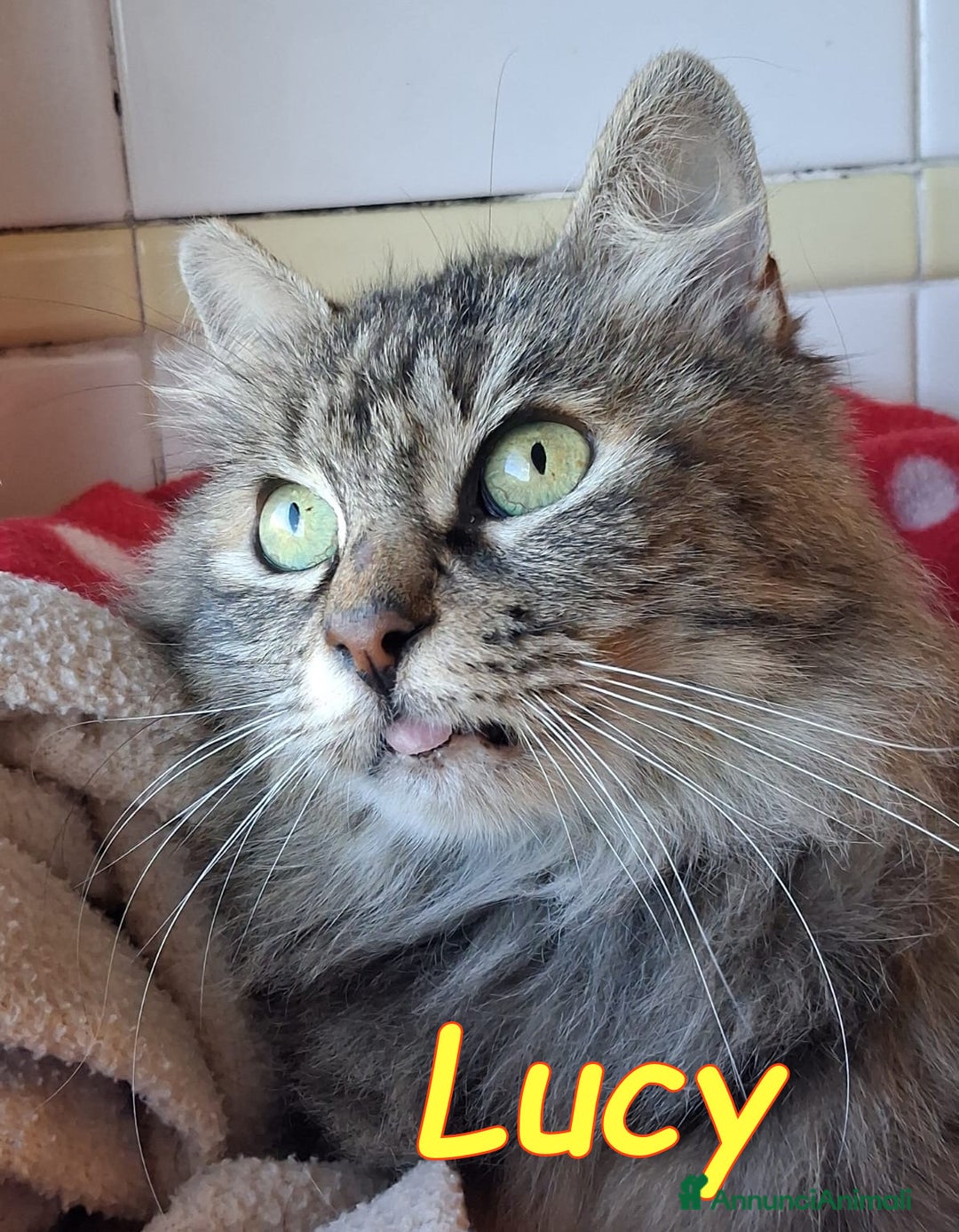 Altre razze gatti in regalo: ABBANDONATA SOTTO LA PIOGGIA. - Annuncio 4