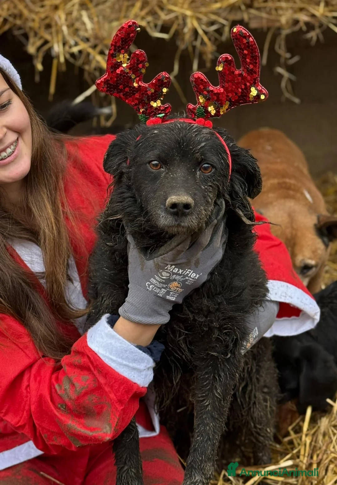 Meticcio cani in regalo: BARK, cagnolina dimenticata da tutti. - Annuncio 3