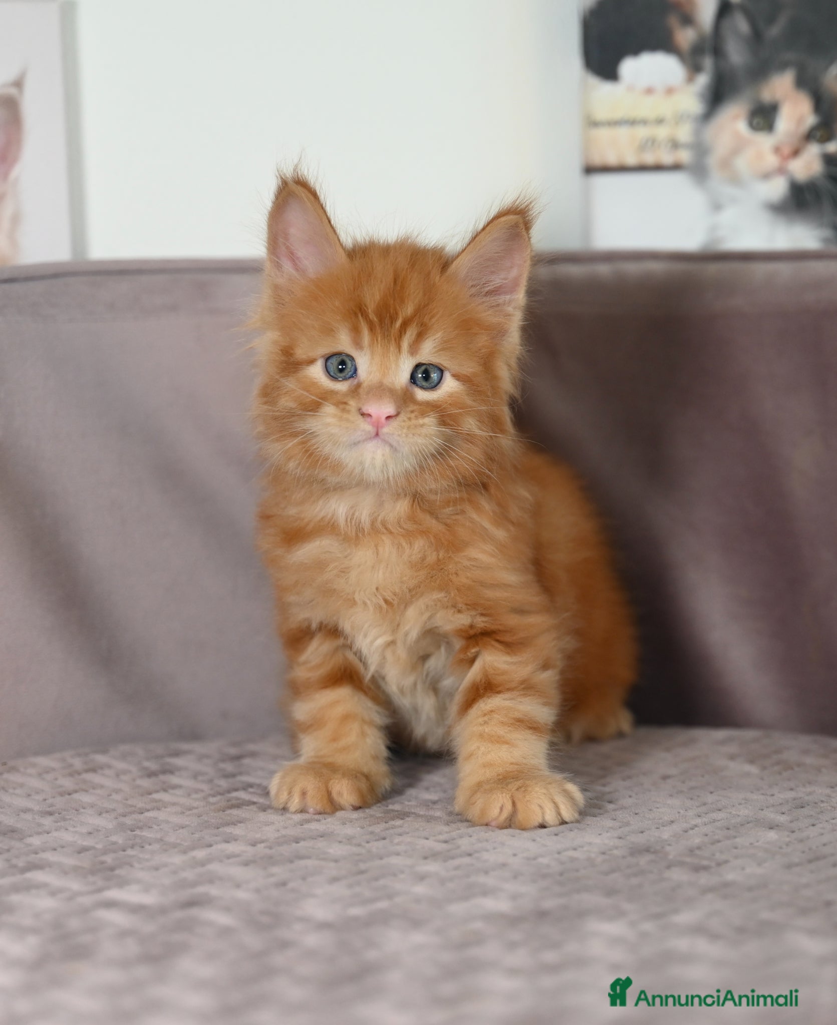 Maine Coon gatti 🏆 Top Cuccioli MCO ❤️ - Annuncio 1