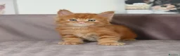 Maine Coon gatti in vendita: 🏆 Top Cuccioli MCO ❤️ - Annuncio 1