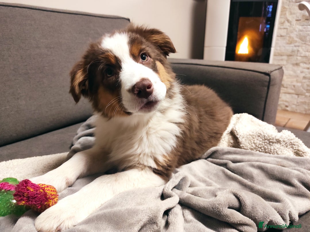 Australian Shepherd cani in vendita: Australian shepherd femmine  - Annuncio 2