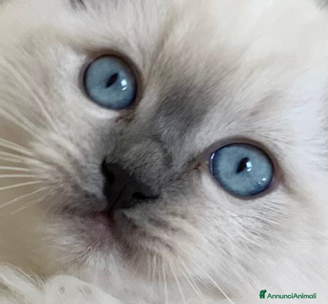 Ragdoll gatti Ragdoll _ n.1 cucciolo M & n.1 cucciola F 16/04/26 - Annuncio 10