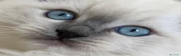 Ragdoll gatti in vendita: Ragdoll _ n.1 cucciolo M & n.1 cucciola F 16/04/26 - Annuncio 1